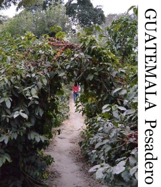 画像1: グアテマラ  アンティグア  ペサデロ 250g (1)