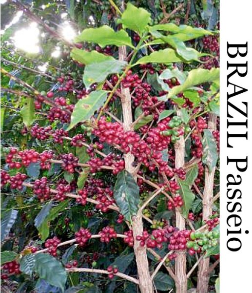 画像1: ブラジル パッセイオ   500g  (1)