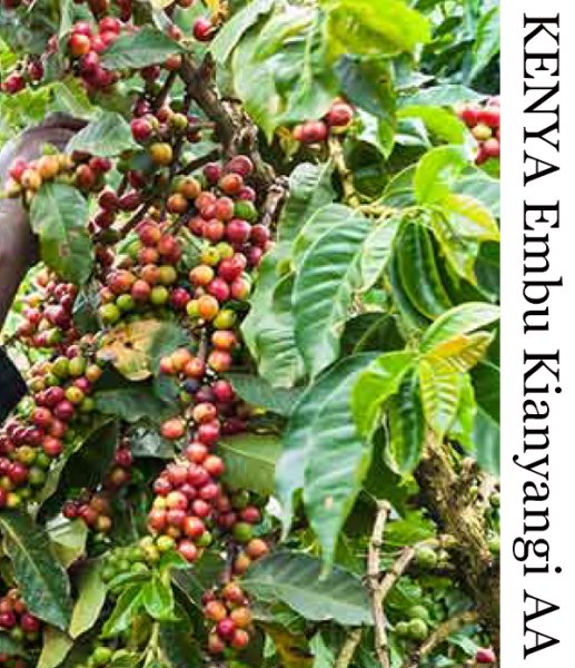 画像1: ケニア　エンブ　キアニャンギ  AA  ダークロースト　500g (1)