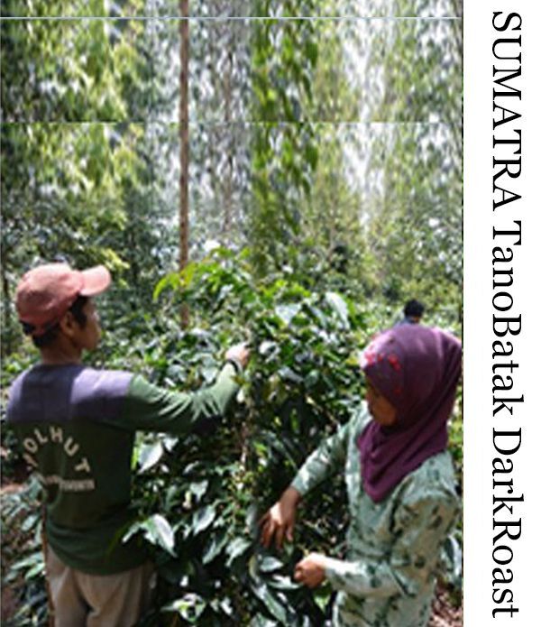 スマトラ　タノバタック　ダークロースト　250g Sumatra TanoBatak Dark Roast